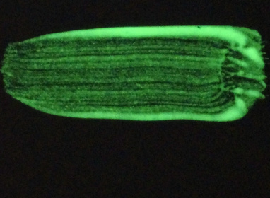 59ml Phosphorescent Green 4900 T
