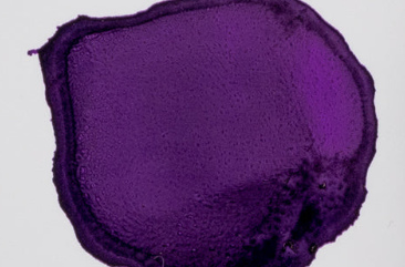 14,79ml Passion Purple 013