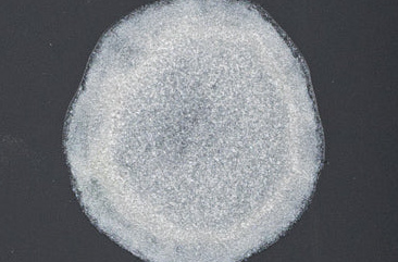 14,79ml Pearl 036