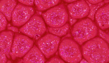 45ml English Red 13