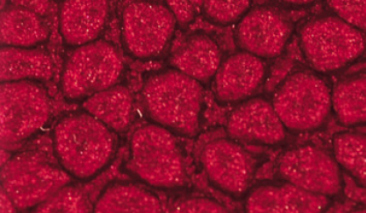 45ml Cherry Blossom 14