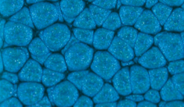 45ml Caribbean Blue 39