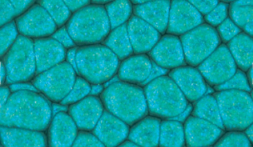 45ml Turquoise 40