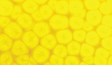 45ml Fluo Yellow 60