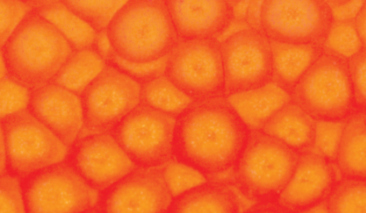 45ml Fluo Orange 61