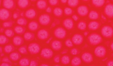 45ml Fluo Pink 62