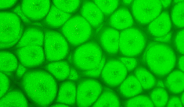 45ml Fluo Green 63