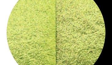 Lime C060