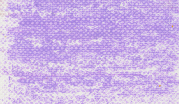 Blue Violet 548,7 +++